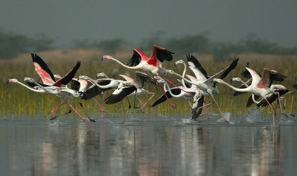 Flamingos in Nalsarovar bird sanctuary