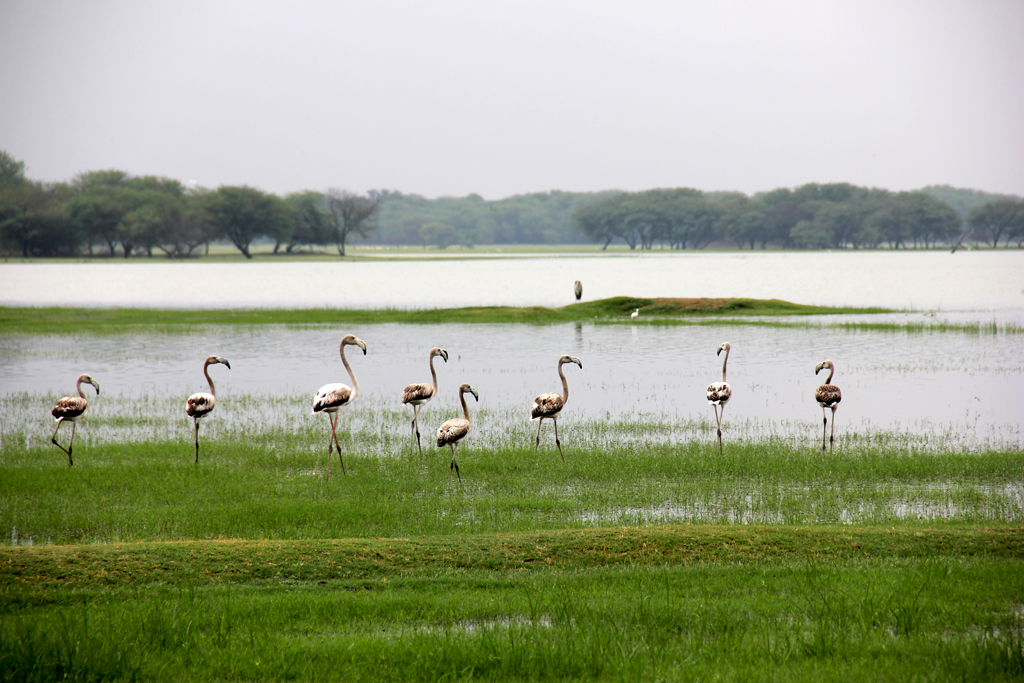 Nalsarovar The Bird Sanctuary in Gujarat