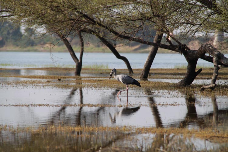 Birds count in Thol is now three times than in Nalsarovar
