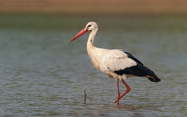 White Stork A migratory bird