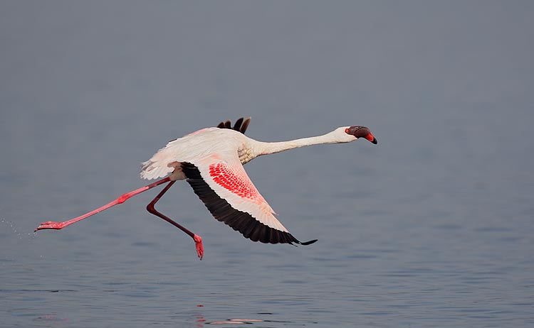 Lesser Flamingo bird in Nalsarovar